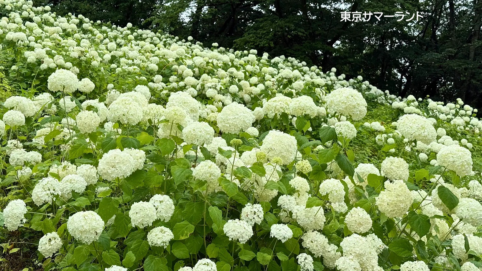 2026年6月のバスツアーのイメージ画像