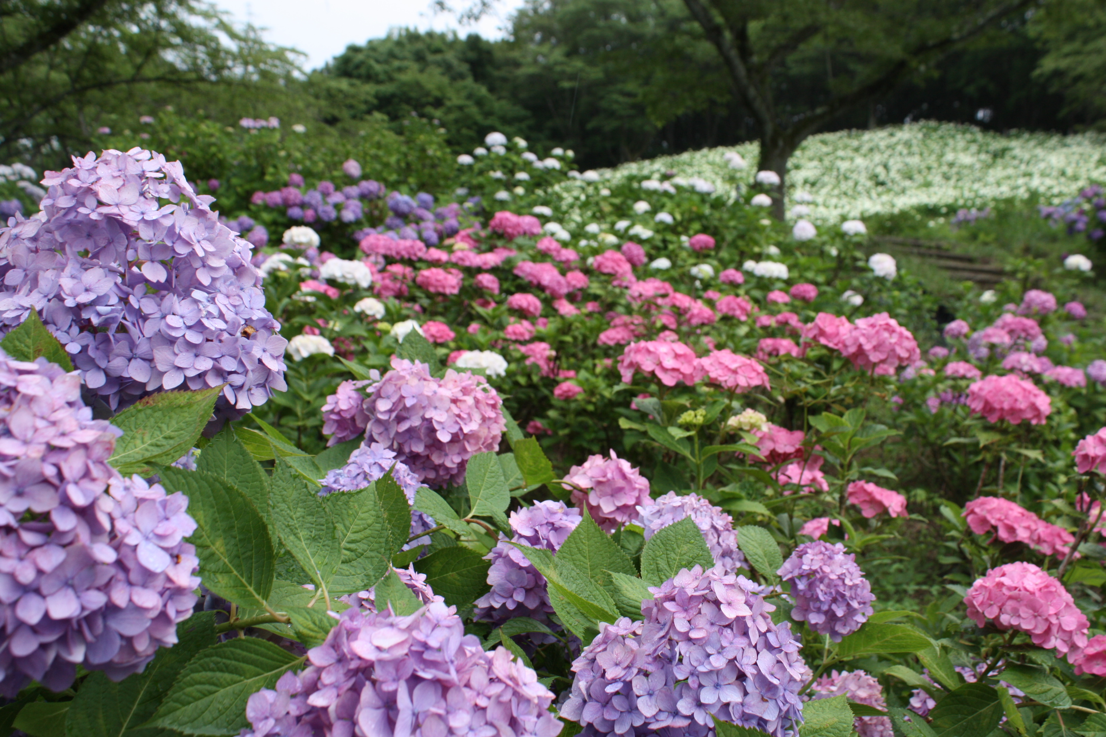 2026年6月のバスツアーのイメージ画像