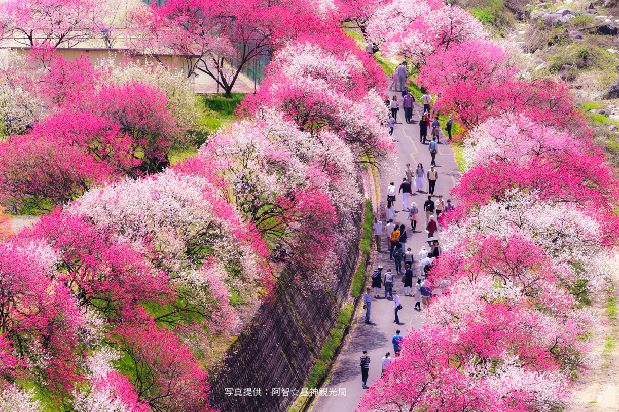 2026年3月～5月の募集型旅行