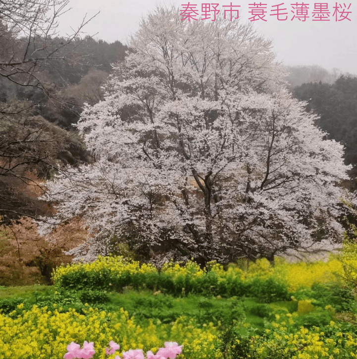 2026年3月～5月の募集型旅行のイメージ画像