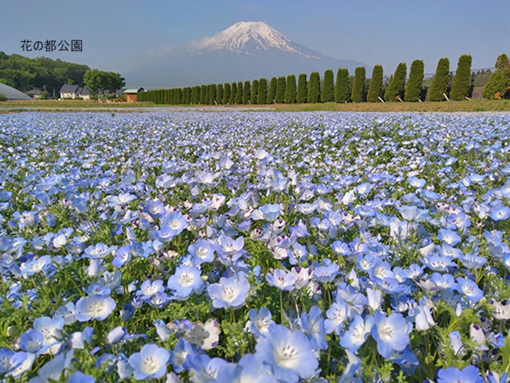 2026年3月～5月の募集型旅行のイメージ画像