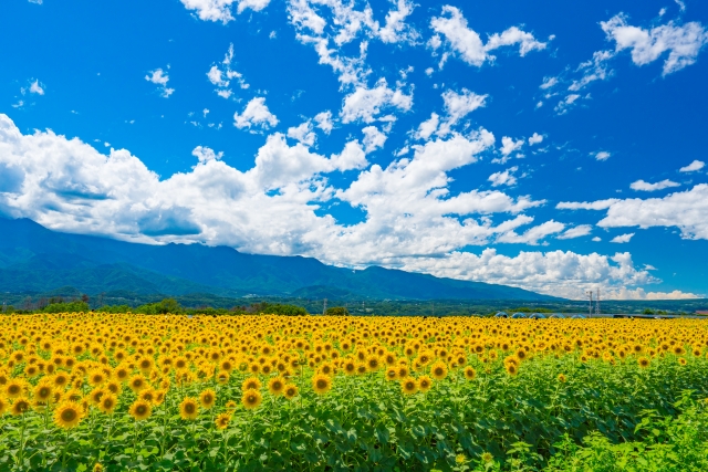 2026年7月～8月のバスツアーのイメージ画像