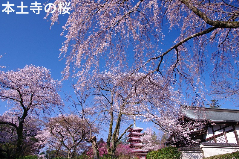 2026年3月～5月の募集型旅行のイメージ画像