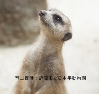 2026年3月～5月の募集型旅行のイメージ画像